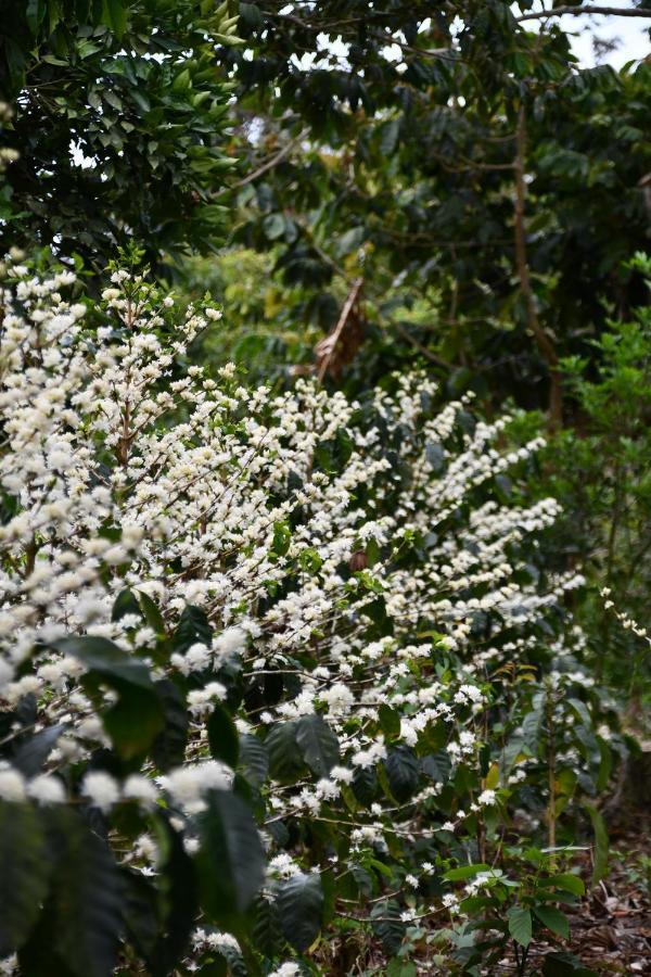 Batsu Ecolodge & Coffee Farm San Ramón Dış mekan fotoğraf