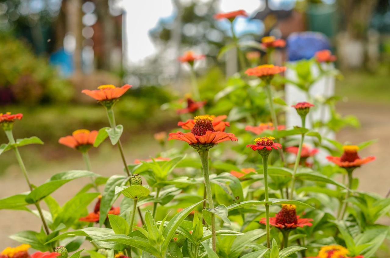 Batsu Ecolodge & Coffee Farm San Ramón Dış mekan fotoğraf